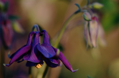 Aquilegia_Eva-Maria_P_1_10-05-2008.jpg