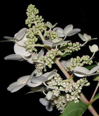 Hydrangea_Kyushu.jpg