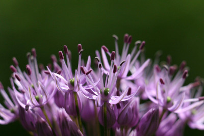 Allium_durchleutet.jpg