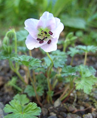 Geranium_farreri_2_fars_2008.jpg