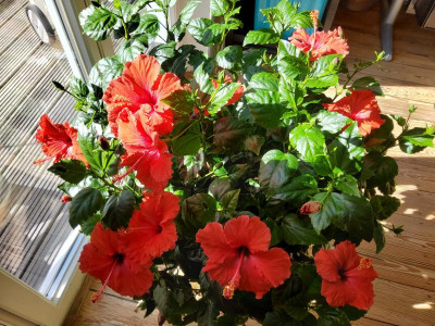Hibiskus Rote Flora.jpg