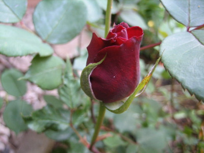 Nigrette_11.05.2008.jpg