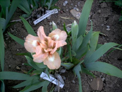 Blueten2008_350.jpg
