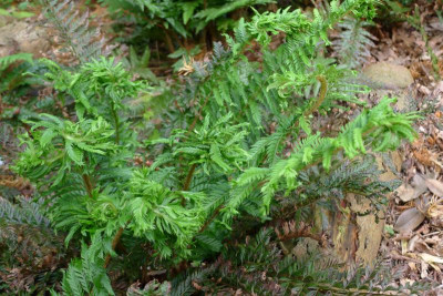 Polystichum aculeatum 'Cristatum Jessen'.jpg