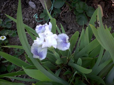 Blueten2008_338.jpg