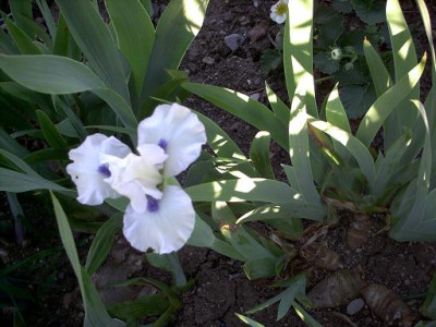 Blueten2008_318.jpg