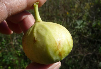 FeigeWolfi-Frucht.jpg