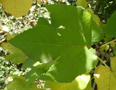 FeigeWolfi-Blatt2.jpg