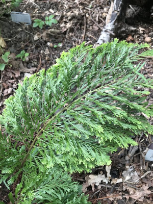 Veer Green Lace.JPG