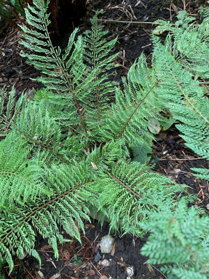 Green Lace normaal.jpg