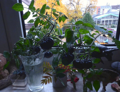 Schwarze Tomaten Oktober22.jpg