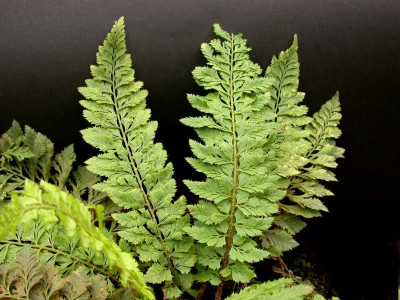 Fig. 23 Polystichum aculeatum 'Zillertal' 01 IX02-300-Bendorf.jpg