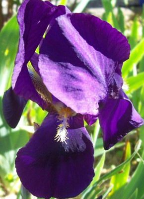 000_2586_dunkellila_Iris.jpg