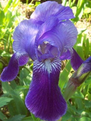 000_2591_zweitonige_Iris.jpg