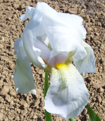000_2593_weie_Himmelmann.jpg