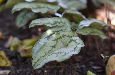 DSC_6467_DxO.jpg