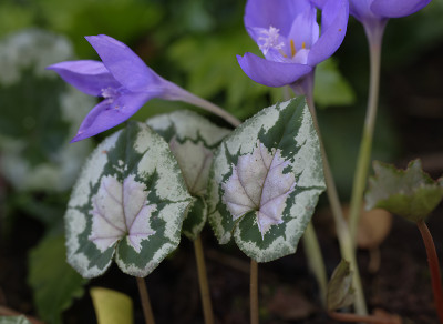DSC_6469_DxO.jpg
