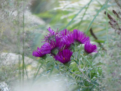 2022-10-12 Aster 'James Richie'.jpg