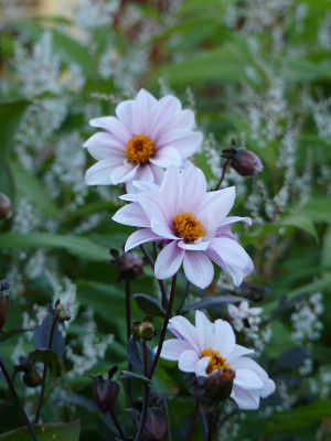 2022-10-12 Gartenimpressionen 2.jpg