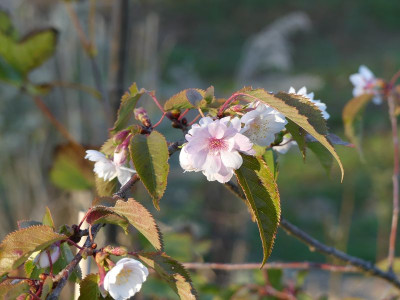 2022-10-12 Prunus subhirtella 'Autumnalis Rosea' 1.jpg