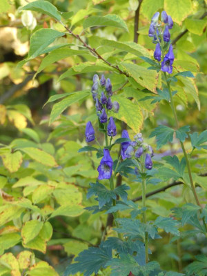 2022-10-12 Aconitum carmichaeli 1.jpg
