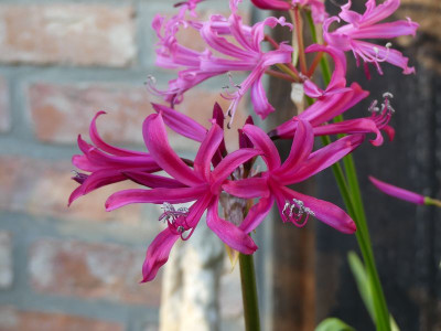 2022-10-12 Amarine Belladiva 'Tomoko'.jpg