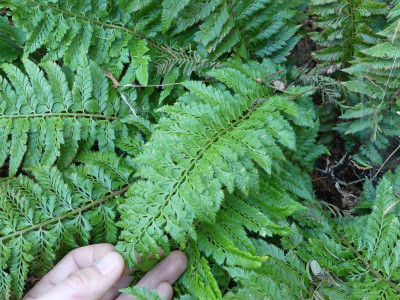 2022-10-12 Polystichum aculeatum 'Zillertal'.jpg