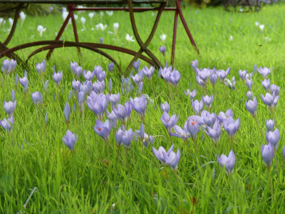 2022-10-12 Crocus speciosus 1.jpg