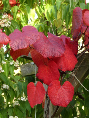 2022-10-12 Vitis coignetiae.jpg