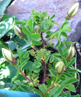 Rose081.jpg