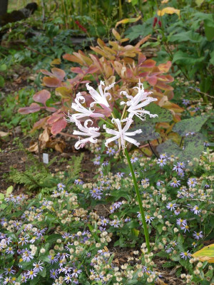2022-10-13 Nerine 1.jpg