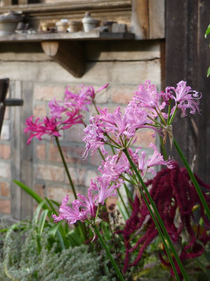 2022-10-13 Nerine 3.jpg