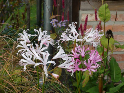 2022-10-13 Nerine 4.jpg
