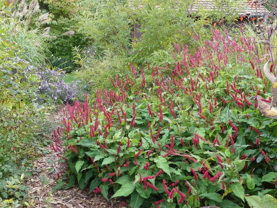 2022-10-13 Persicaria 2.jpg