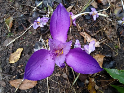 Crocus banaticus.jpg