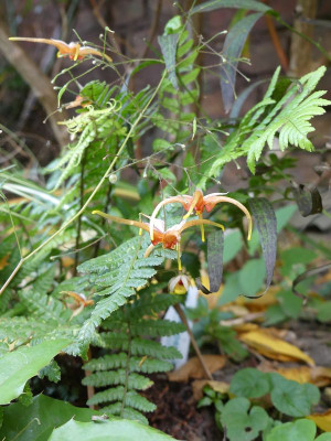 2022-10-13 Epimedium 'Path Finder'.jpg