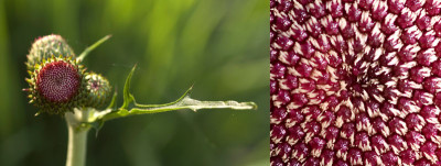 Cirsium-innen.jpg