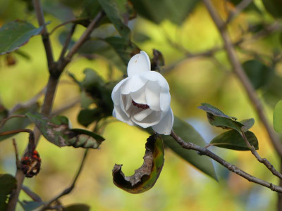 2022-10-12 Magnolia sieboldii.jpg