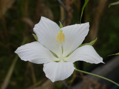 2019-09-07 Hibiscus coccinea 'Lone Star' 1.jpg