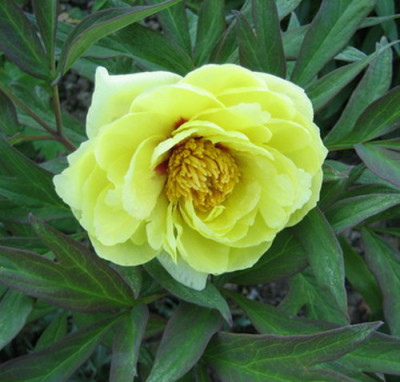 falsche_Kinkaku_11.05.08.jpg