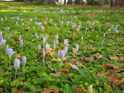 Herbstkroküsse Park 14.10.22 ue.JPG