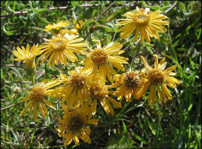 Chrysopsis_spec._Sunnyshine.JPG