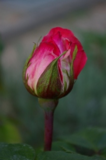 Aachener_Dom_2a_11.5.08.JPG