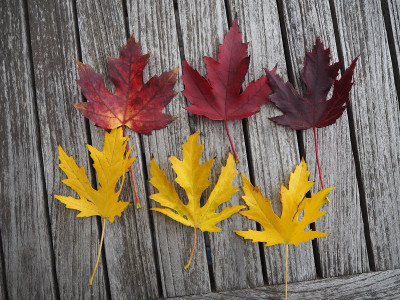 Acer 14.10.22 ue.JPG