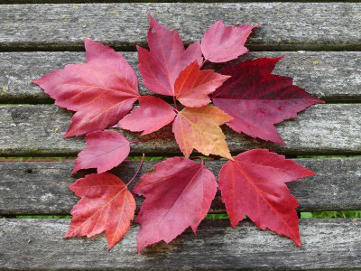 2022-10-14 Acer x freemanii 'Jeffer's Red'.jpg