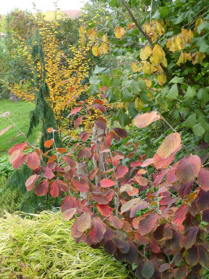 2022-10-13 Hamamelis 'Robert'.jpg