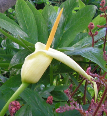 Arum_creticum_066.jpg