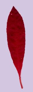 Prunus_pumila_var._depressa_Herbstlaub.jpg