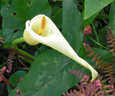 Arum_creticum_069.jpg