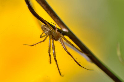Spinne-Sep1512.jpg